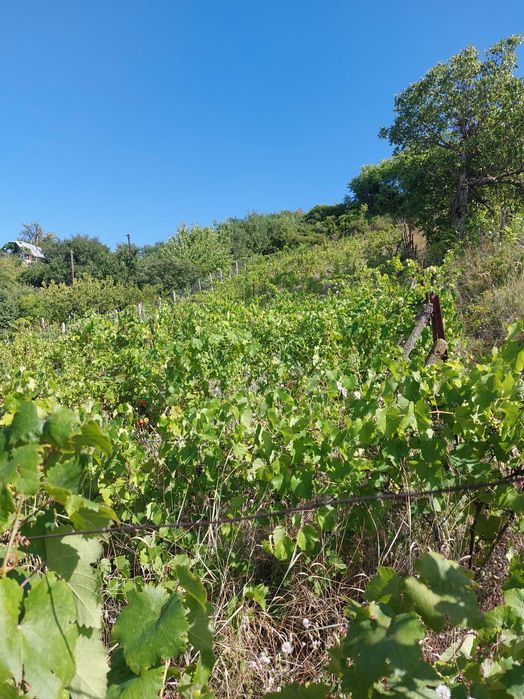 Продава се Къща в Тутракан - 150 кв.м за 68 €/кв.м - Снимка #5