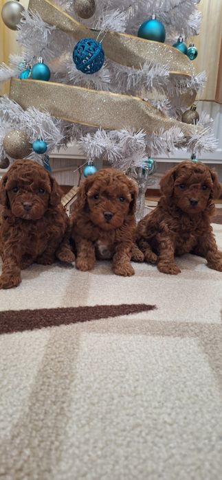 Той Пудел / Poodle Toy