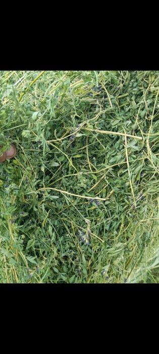 Люцерна  жонышка