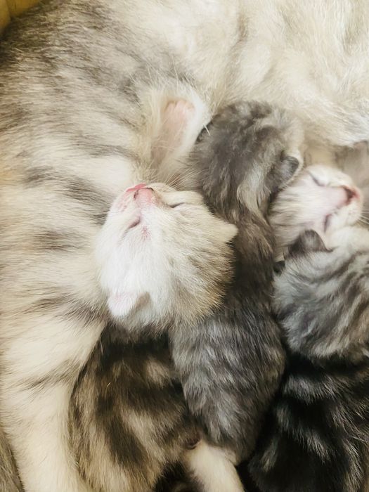 Продам породистых котят