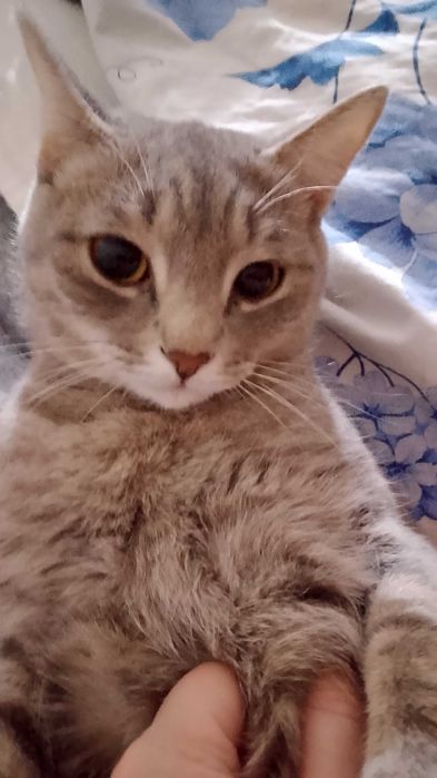 Отдам кошку в частный дом