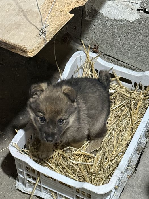 Отдам в добрые руки