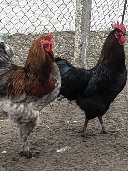 Cocosi australop si brahman