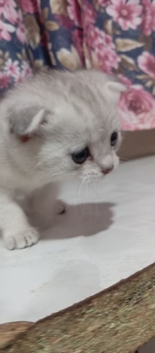 Вислоухий котенок