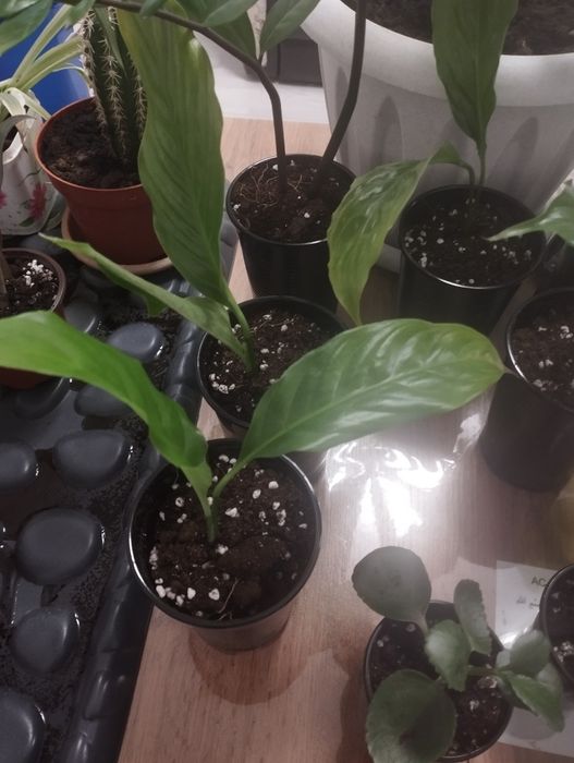 Продам цветок женское счастье