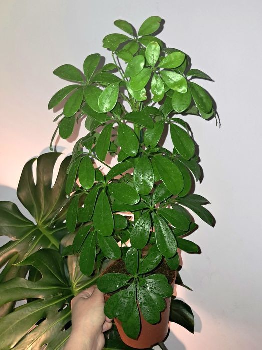 Шеффлера.              .