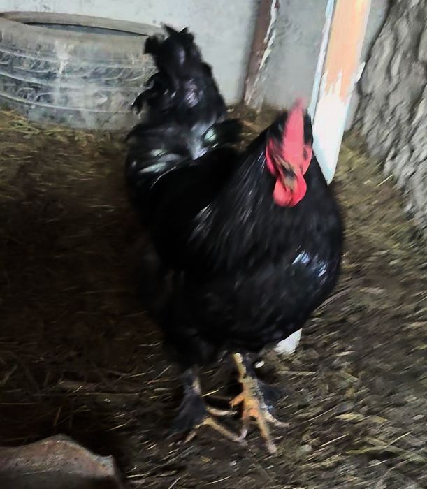 Петух Куры Кучин