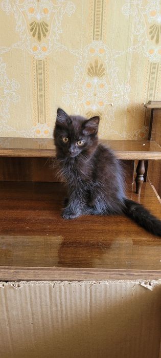 Скоттиш хейланд фолд