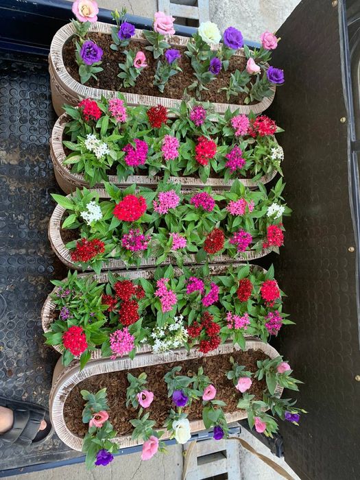 Gazon Archa Gullar Landshaft Dizayn