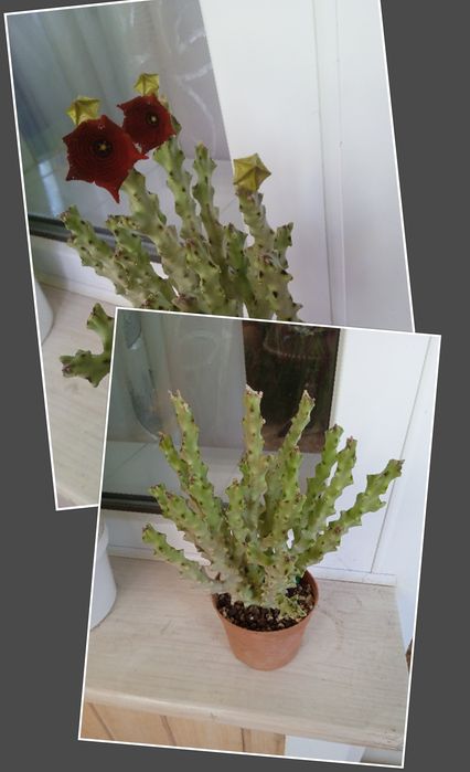 Стапелия, взрослое растение