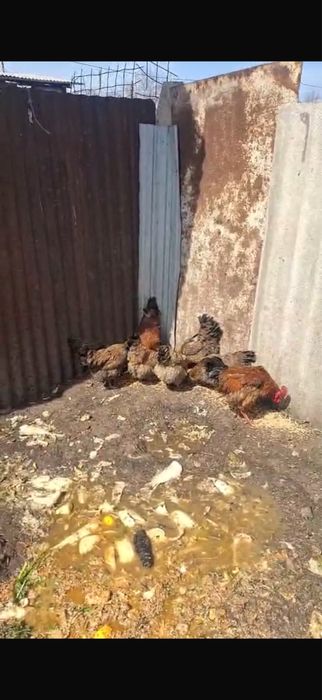 Продам кученских кур
