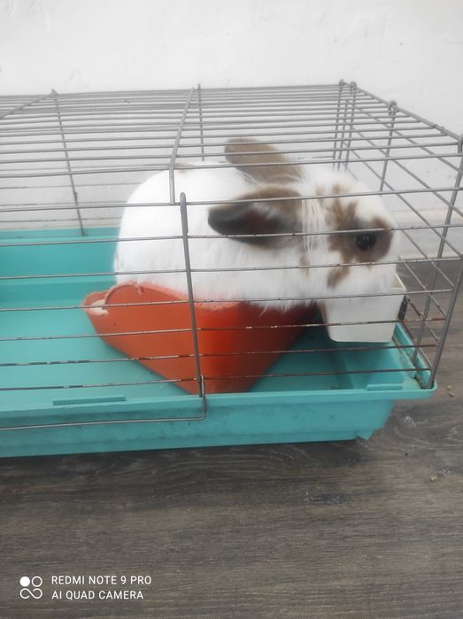 Продажа домашнего кролика