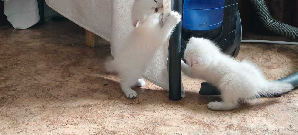 Отдам бесплатно котят