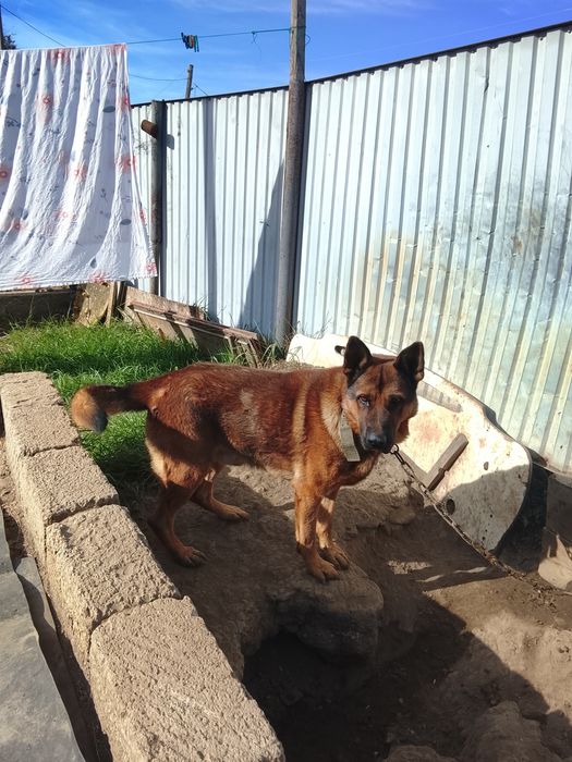 Немецкая овчарка собака