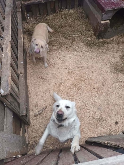 Se vinde caini labradori
