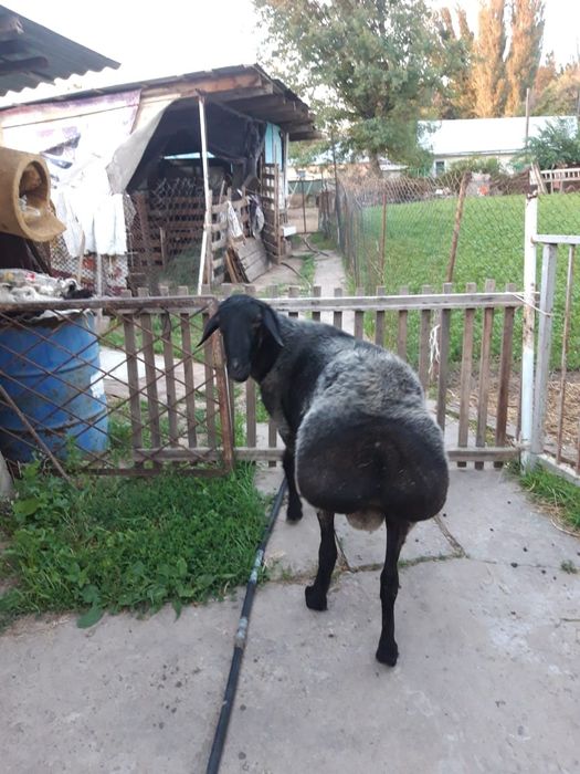 Продам продам продам продам продам