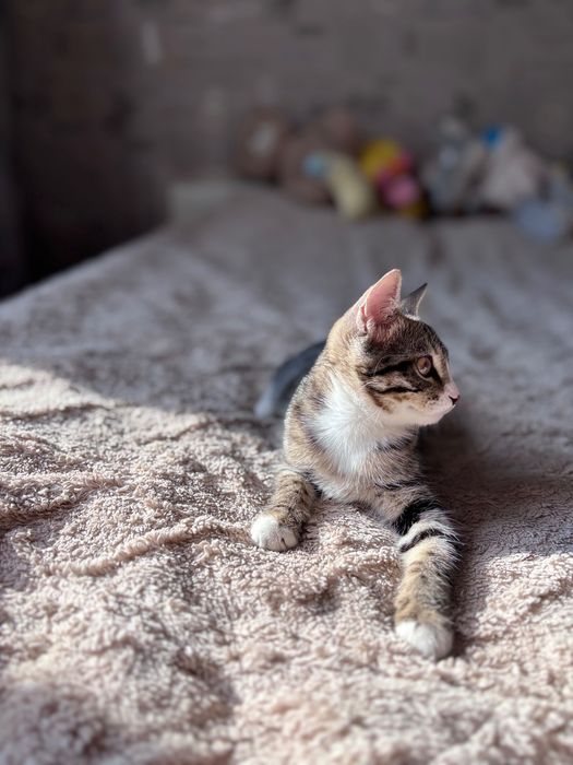 Ищем семью для котенка