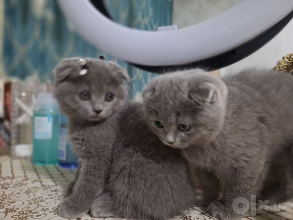 Продаются срочно милые  чистокровные котята