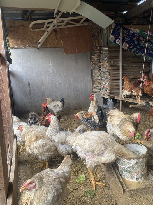 Продам куриц петухов