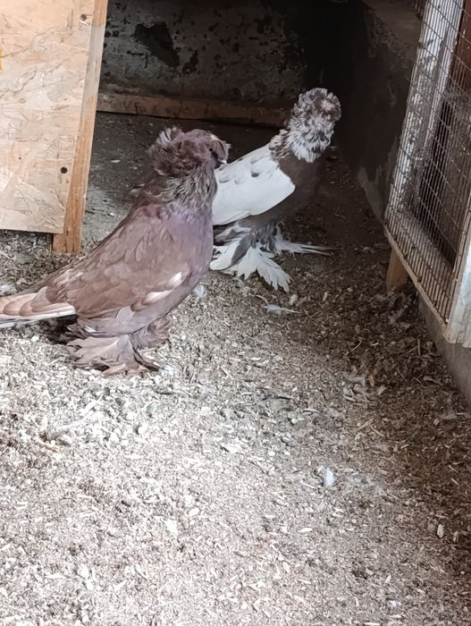 Продается самец Бухарский барабанщик цвета чинны