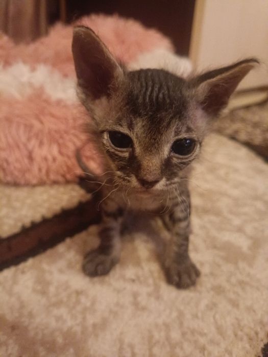 Продам котят донского сфинкса