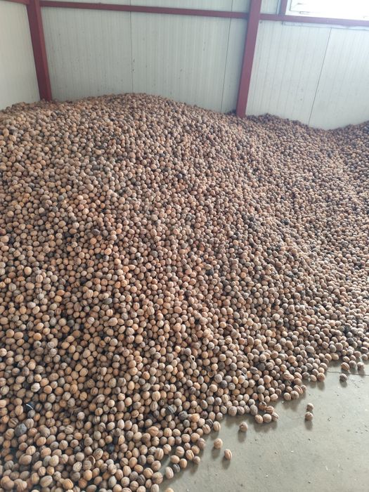 Nuca de vânzare 


,

producție 2024.