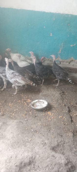 Kurkachalar sotiladi