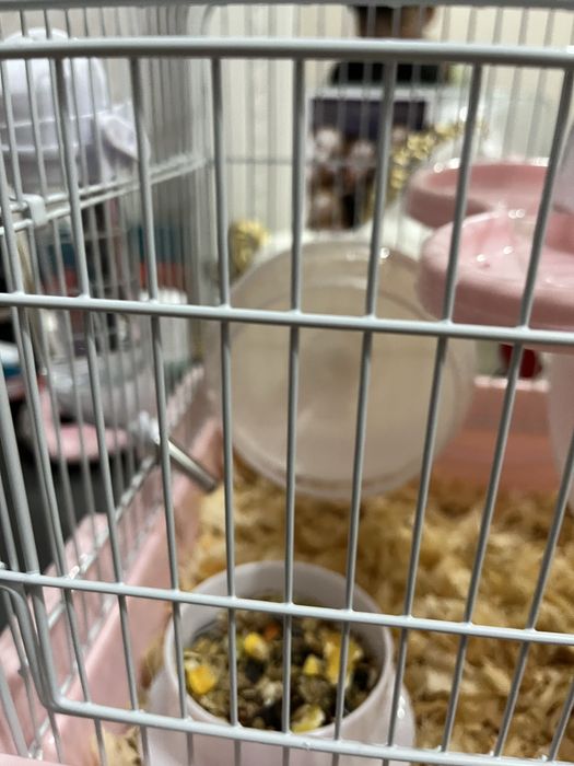 Хомяки. Всё одам две хомяка 11000тысеч