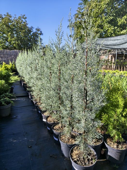 De vânzare plante ornamentale