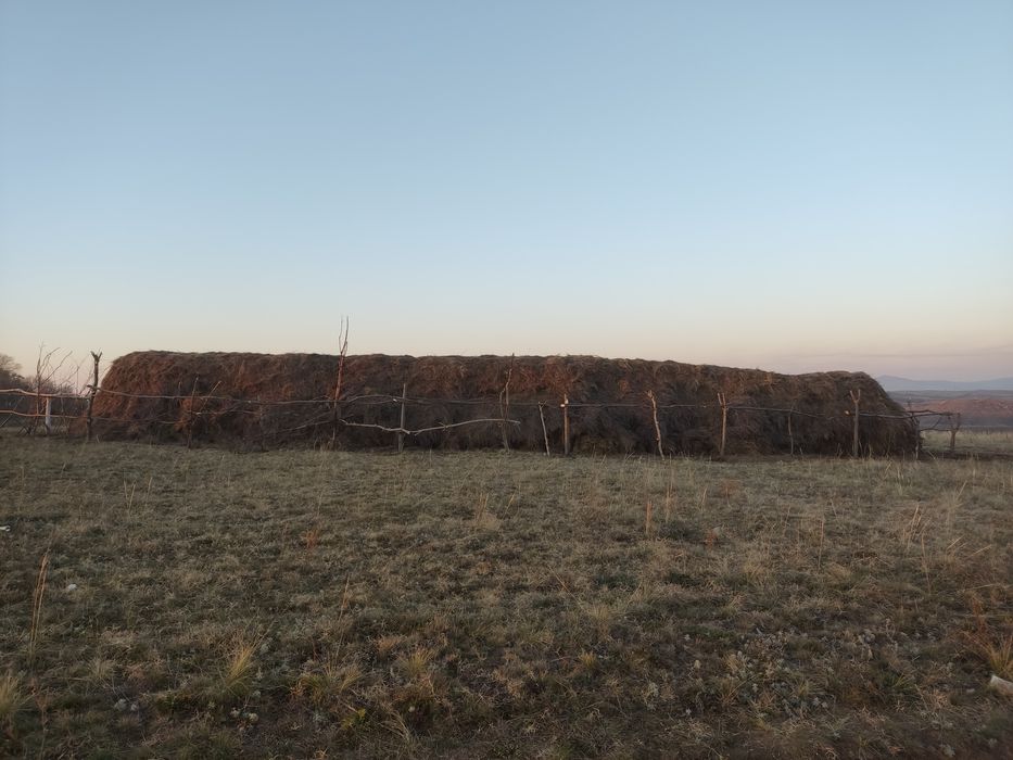 Продам Сено россыпной