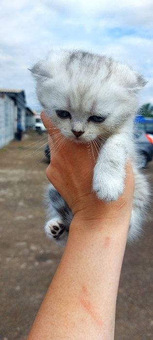 Продаю котят скоттиш фолд