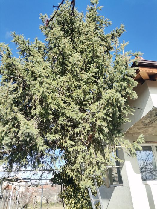 Рязане на опасни дървета-Пазарджик и региона