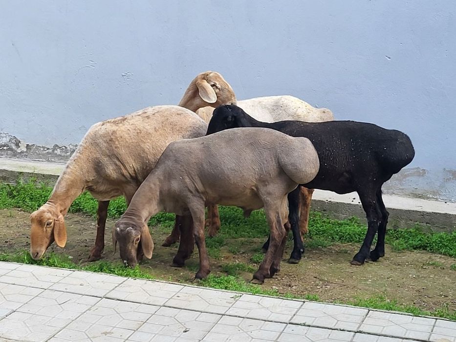 Кузи кучкор ва солулар