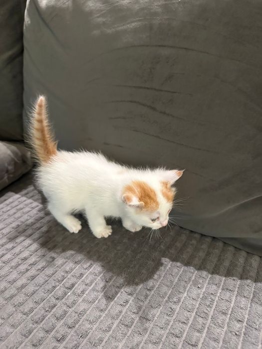 Puiuti de pisicuta de dat spre adoptie