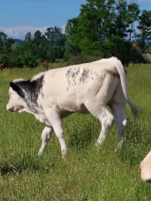 Vând doi viței sugari
