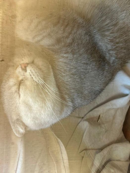 Скоттиш фолд кошка