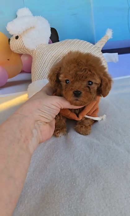 Пудел tea cup с документ за произход-5 поколения назад