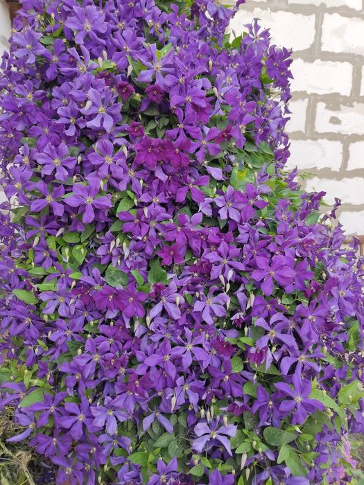 продам многолетние цветы.