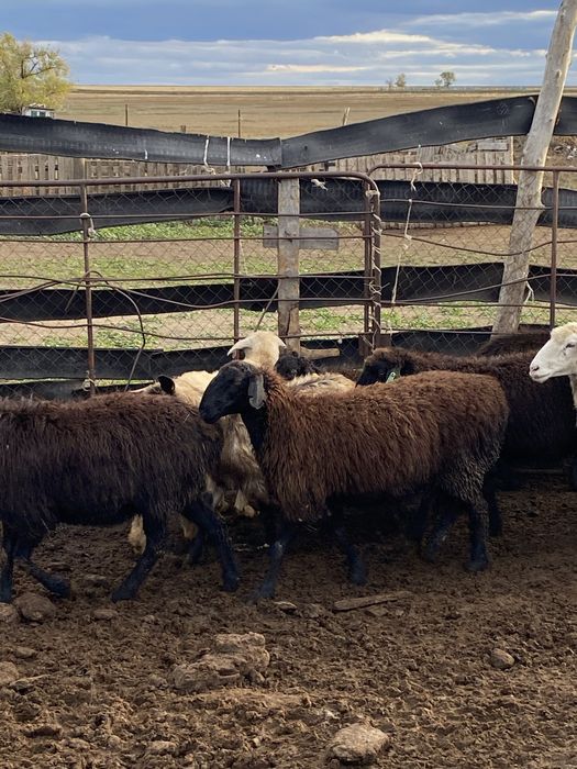 Кой сатылады семиз