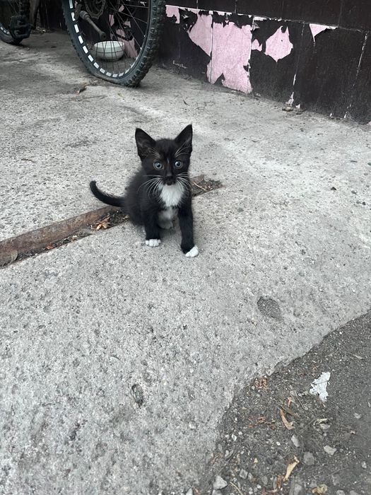 Отдаю котят в добрые руки
