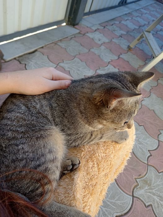 Отдам бесплатно кошечку ласковая