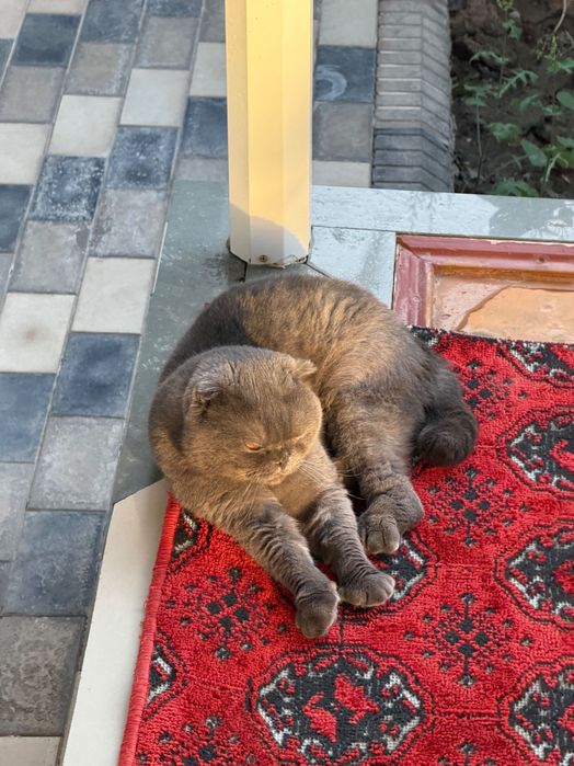 Отдаю кота в хорошие руки.  Вислоухий британец 4 года