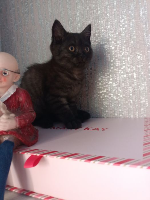 Продам котенка мальчик британца, в добрые руки