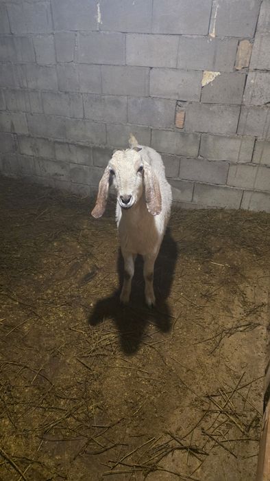 Англо нуби ешкі сатылад