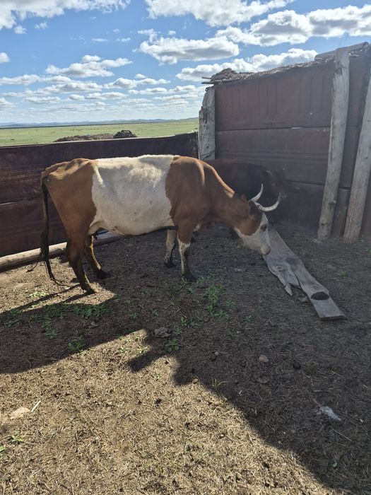 Продам корова с телятам
