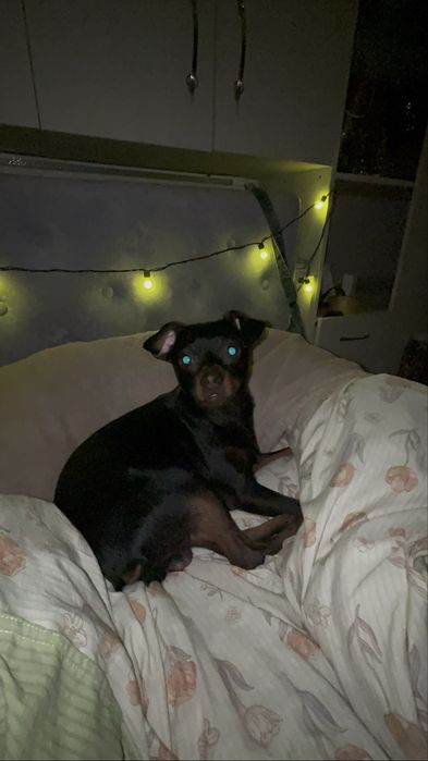 Щенки карликового пинчера