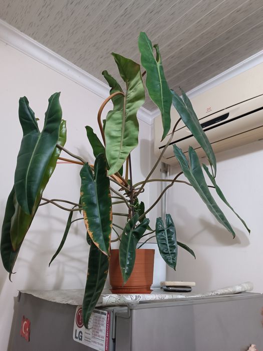 Продается цветок