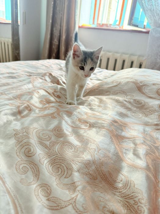 Кошка трёхцветная