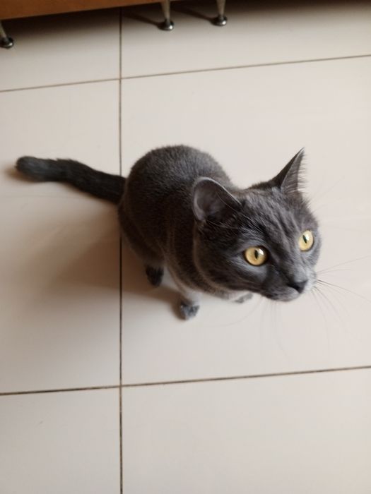 Молодая кошечка в добрые руки