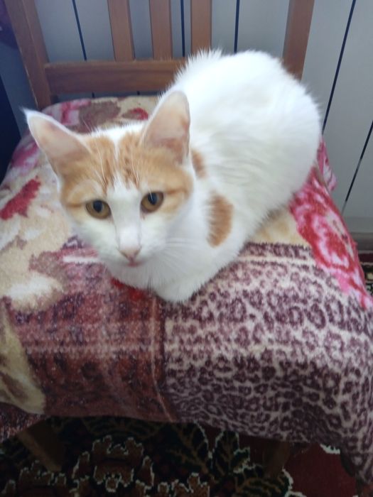 Молодые кошки и коты